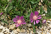 Knapweed (Centaurea pullata)