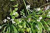 Three-cornered leek (Allium triquetrum)