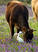 Cattle and cattle egrets