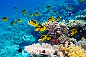 Red Sea racoon butterflyfish