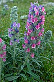 Bugloss (Echium albicans)