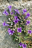 Bellflower (Campanula topaliana)