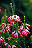 Elim heath (Erica regia)