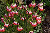 Elim heath (Erica regia)