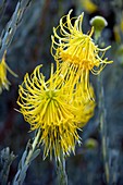 Leucospermum reflexum flowers