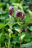 Greek bugloss (Anchusella variegata )