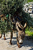 Donkey carrying olive branches