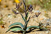 Snake lilies (Ornithoglossum vulgare)