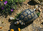 Male angulate tortoise