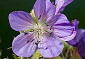 Meadow cranesbill (Geranium pratense)