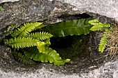 Ferns in a limestone pavement