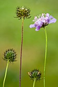 Small scabious (Scabiosa columbaria)