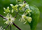 Old man's beard (Clematis vitalba)