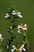 Eyebright (Euphrasia tetraquetra)