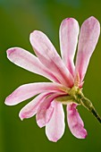 Magnolia flower (Magnolia stellata rubra)