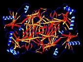 Lysyl oxidase enzyme molecule