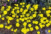 Rhynchopsidium pumilum flowers