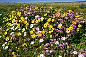 South African wildflowers