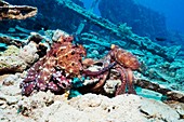 Mating pair of day octopuses