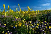 South African wildflowers