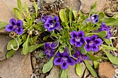 Karoo violets (Aptosimum indivisum)
