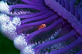 Fish hiding in a sea pen