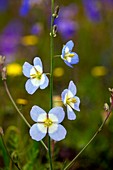 Sunflax (Heliophila refracta)