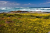 South African wildflowers