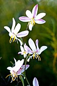 Hesperantha bachmanii flowers