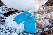 Feet of a blue-footed booby