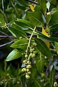 Button mangrove (Conocarpus erectus)