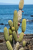 Candelabra cactus (J. thouarsii)