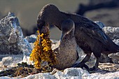 Flightless cormorant male and female