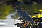 Galapagos heron