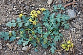 Desert parsley (Lomatium martindalei)