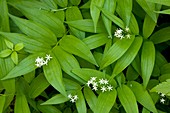 Smilacina stellata