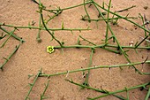 Nara plant (Acanthosicyos horrida)