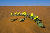 Tribulus plant (Tribulus zeyheri)