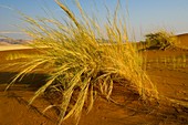 Bushman's grass (Stipagrostis sabulicola)