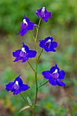 Menzies' larkspur (Delphinium menziesii)