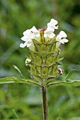 Cut-leaved self-heal (Prunella laciniata)