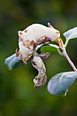 Camellia gall