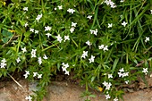Field madder (Sherardia arvensis) flowers