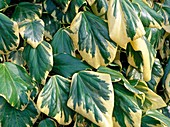 Hedera colchica 'Dentata variegata'