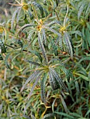 Rhododendron stenopetalum 'Linearifolium'