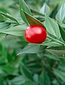 Butchers Broom