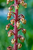 Pinedrop (Pterospora andromedea )