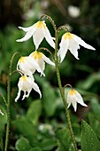 Glacier lilies (Erythronium montanum)