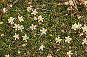 Tolmie's saxifrage (Saxifraga tolmiei)