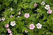 Geranium versicolor flowers
